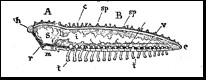 diagramm of an animal's body